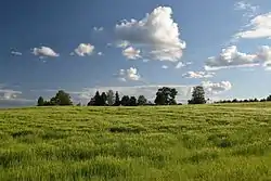 Barley field in Sooru