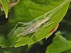 Male of Oecanthus pellucens