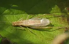 Male of Oecanthus pellucens