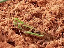 O. senegalensis (male, Niger)