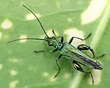 Oedemera nobilis