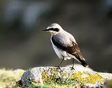 Northern wheatearOenanthe oenanthestenpikker