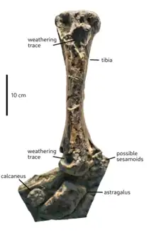 Holotype of Ohmdenosaurus liasicus