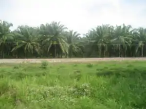 Oil palm plantations in the municipality of Aracataca