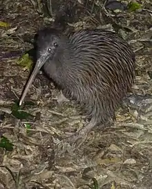 The Okarito kiwi, a small flightless ratite native to the South Island of New Zealand