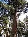 *Old-growth pine