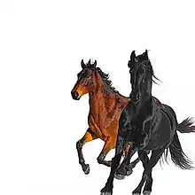 Chestnut and black horses on white background.