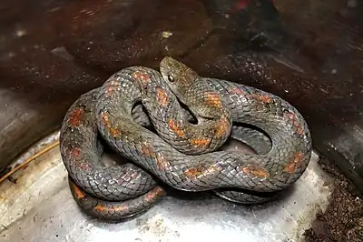 "Cat Tien kukri snake" in Cat Tien National Park.