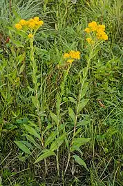 Solidago rigida