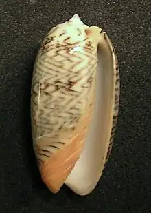 Oliva elegans zigzag