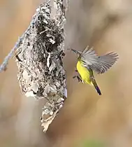 Female at nest