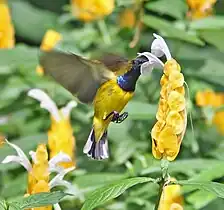 Male feeding