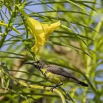 Male C. j. flammaxillaris, eclipse plumage, Thailand