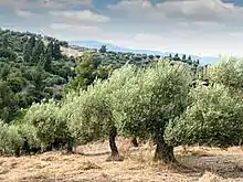 Image 33The Olive Tree in Pakistan. (from Trees of Pakistan)