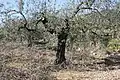 Olive tree in Pinet