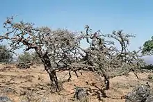 Image 5Frankincense trees in Dhofar in southern Oman (from Tourism in Oman)