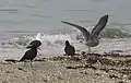 Two variable oystercatchers Haematopus unicolor. Omana.