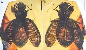 Specimen of Omma forte from the Mid-Cretaceous Burmese amber of Myanmar