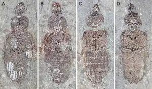 Holotype (A,B) and paratype (C,D) specimens of Omma liassicum dating to the Triassic-Jurassic boundary ~ 200 million years ago