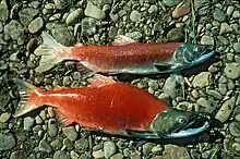 Female (top) and male (bottom) in spawning colors