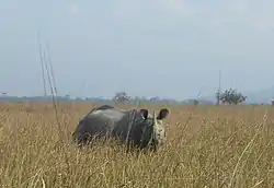 One of the famous residents of Pobitora Wildlife Sanctuary