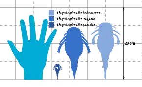 A diagram showing the comparative size of three species of Onychopterella with a human hand