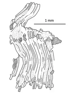 A camera lucida view of the best preserved book gill of O. augusti