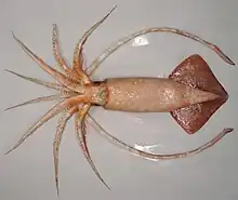 Image 102A female warty squid (Moroteuthis ingens) (from Southern Ocean)