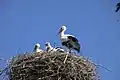 Storks on the nest