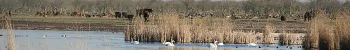 Oostvaardersplassen nature reserve