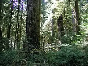 Old-growth forest in the Opal Creek Wilderness