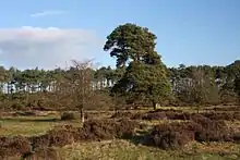 Berner's Heath