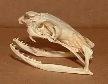 Image 14The lateral view of a king cobra's skull showing fangs (from Venomous snake)