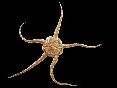 Image 17Brittle starCredit: Hans HillewaertBrittle stars, serpent stars, or ophiuroids (from Latin  ophiurus 'brittle star'; from Ancient Greek  ὄφις (óphis) 'serpent', and  οὐρά (ourá) 'tail'; referring to the serpent-like arms of the brittle star) are echinoderms in the class Ophiuroidea, closely related to starfish. They crawl across the sea floor using their flexible arms for locomotion. The ophiuroids generally have five long, slender, whip-like arms which may reach up to 60 cm (24 in) in length on the largest specimens. (Full article...)More selected pictures