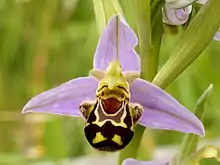 a light purple flower, with a bulging lower petal coloured black and yellow