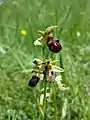 The flowers of the very endangered early spider-orchid imitate the female sand bee, and so entice the male bees to land and thus pollinate the plants