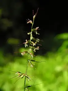 Oplismenus undulatifolius