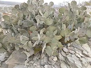 At Coahuila, Mexico