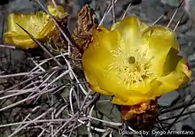 A cactus with large spikes and a yellow flower