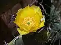 Opuntia robusta flower.