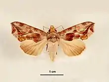 Male, dorsal view