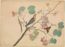 Orange-headed thrush and an Acherontia moth on a Bauhinia