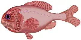 Image 10Orange roughy (from Pelagic fish)