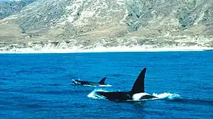 The killer whale, apex predator of the ocean, cruises a huge range of different marine habitats