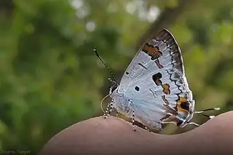 Ventral view