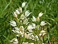 Inflorescence