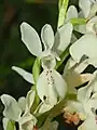 Close-up on a flower