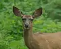 Black-tailed deer in the Northern Oregon Coast Range