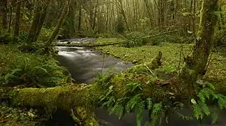 Rock Creek Wilderness supports salmon, steelhead, and cutthroat trout.