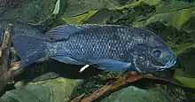 Oreochromis squamipinnis, a threatened species of the Lake Malawi basin